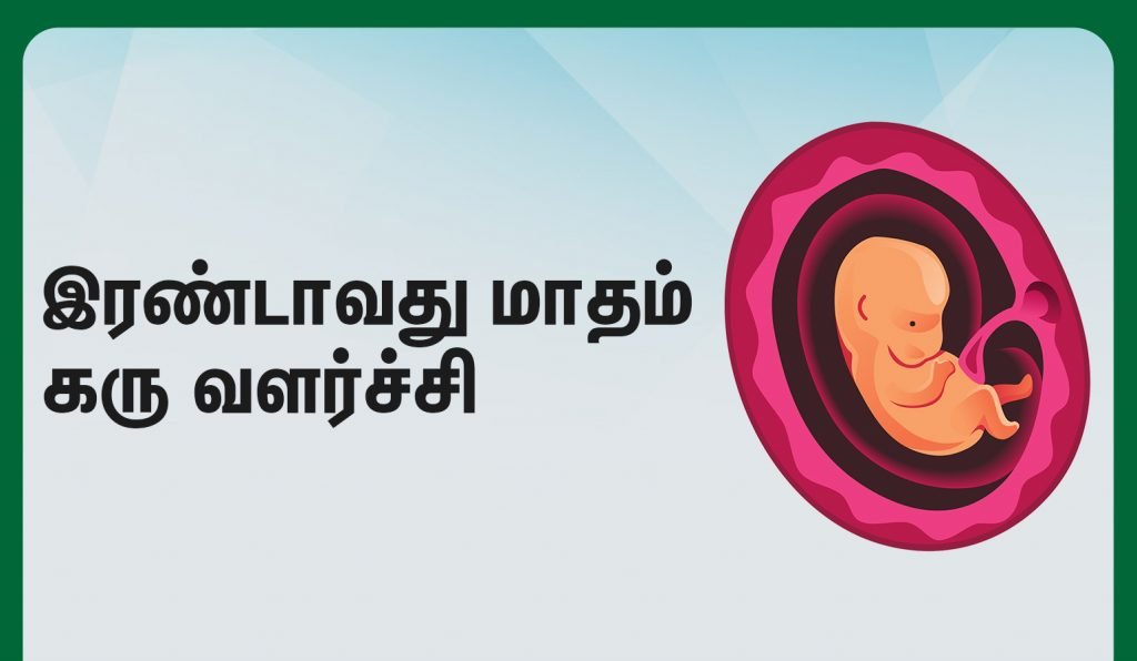 second month fetus development