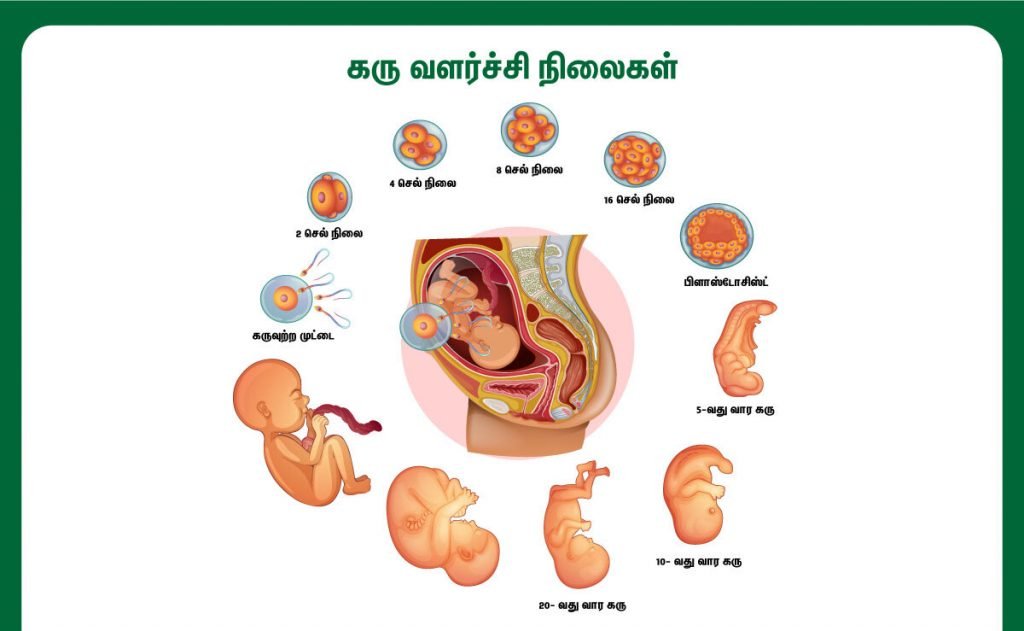 கரு வளர்ச்சி குறைபாடு (Fetal Growth Retardation in Tamil) காரணங்கள், அறிகுறிகள், தீர்வுகள் என்ன! 2 fetal development stages