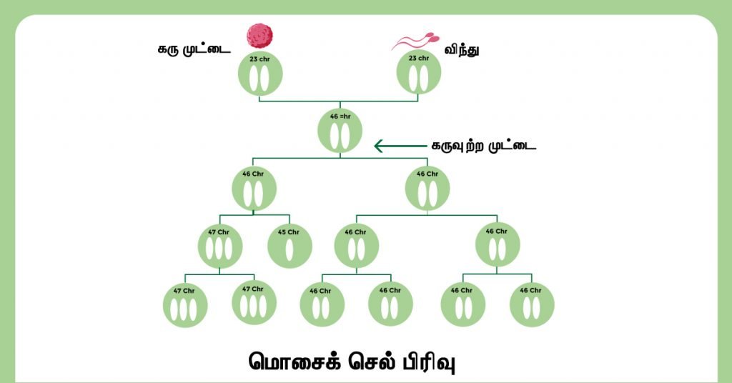 டவுன் சிண்ட்ரோம் வகைகள் பற்றி நீங்கள் தெரிந்து கொள்ள வேண்டியவை 4 Mosaic Down Syndrome