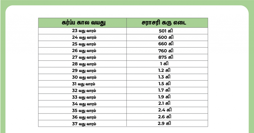 கரு வளர்ச்சி ஸ்கேன் பற்றி நீங்கள் தெரிந்து கொள்ள வேண்டிய விஷயங்கள்! 4 குழந்தையின் எடை