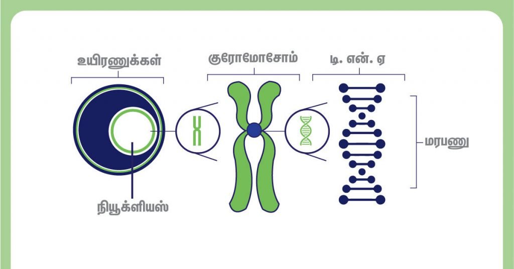 டவுன் சிண்ட்ரோம் பற்றிய முழுமையான விளக்கம்! 2 Abnormal chromosome division