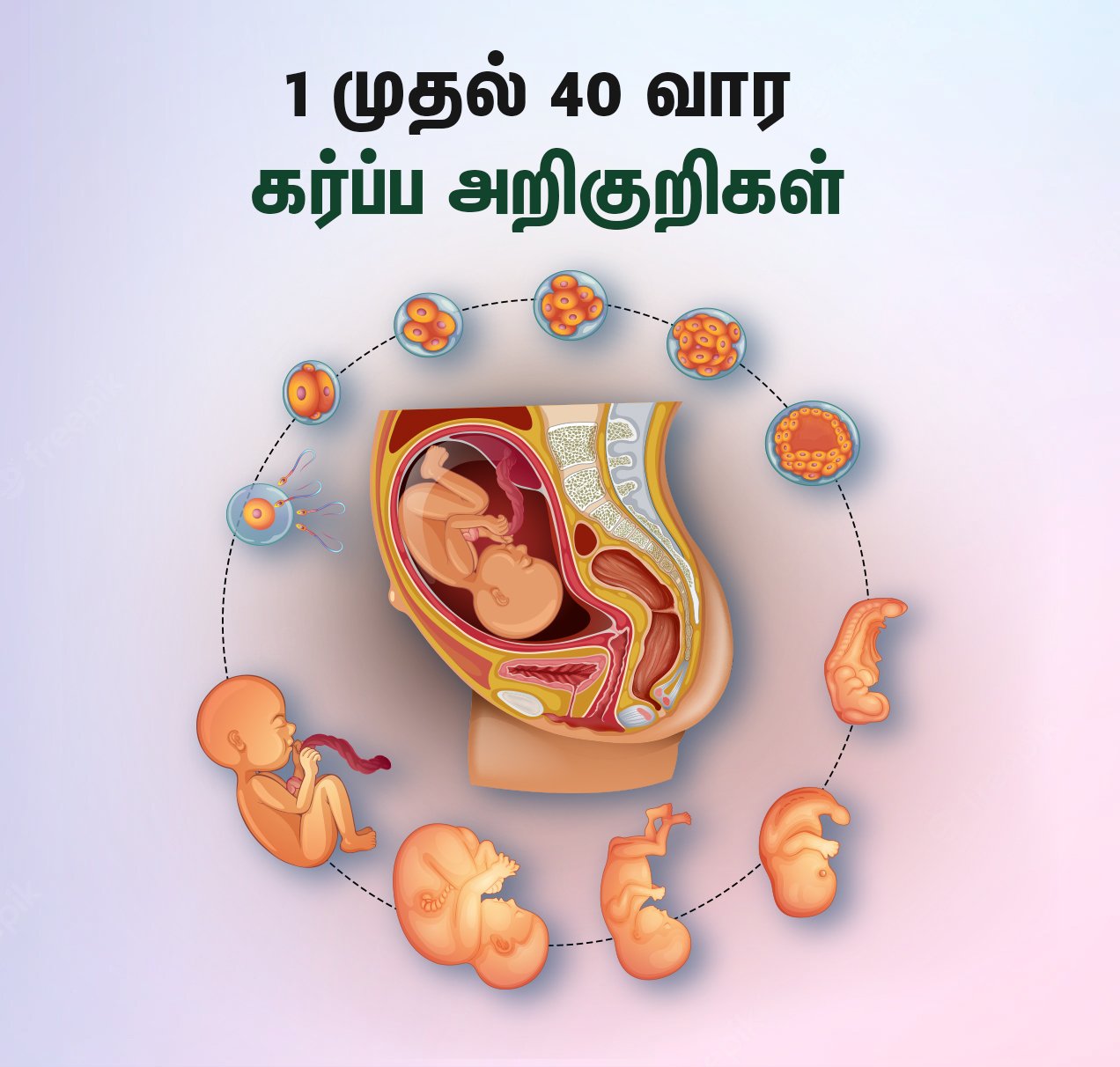10 to 40 weeks pregnancy symptoms in tamil