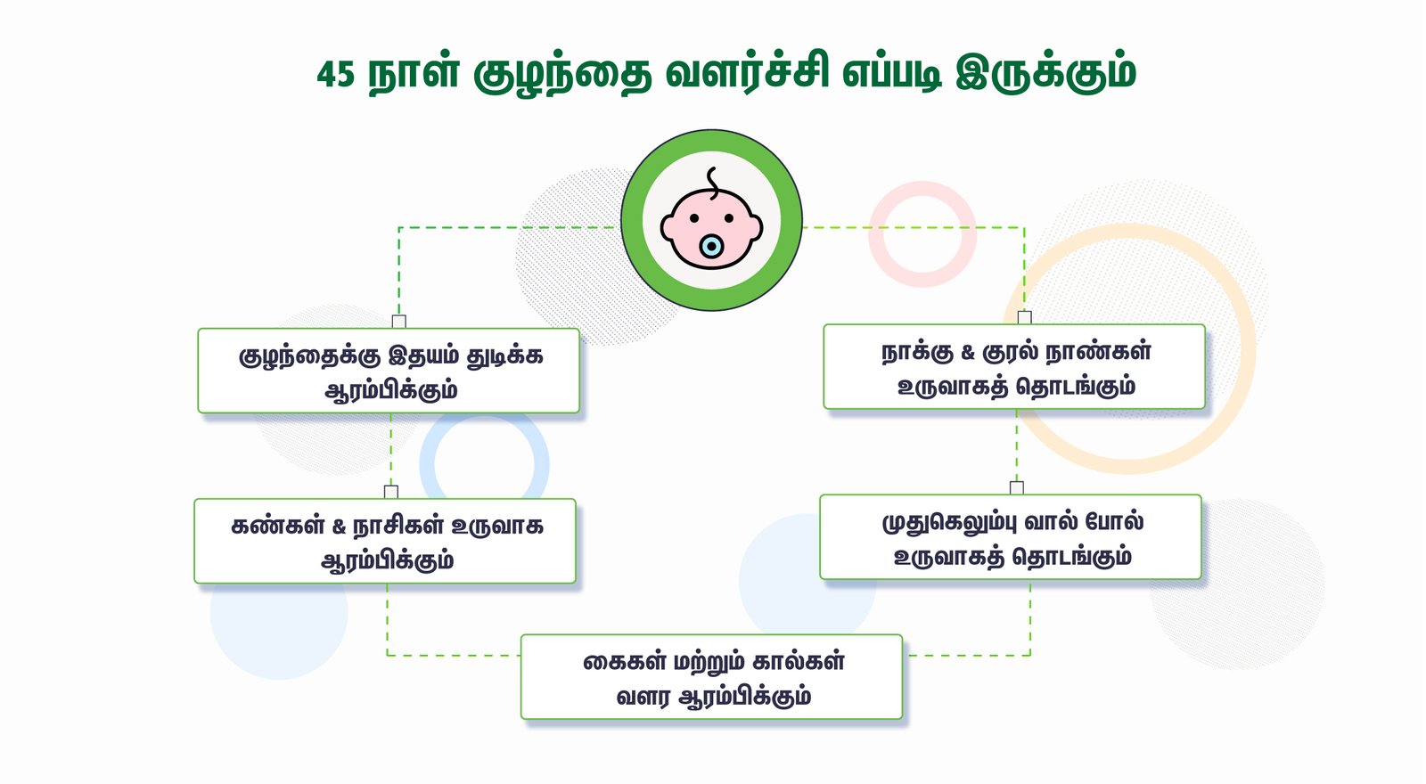 45 days fetal growth  - 45 நாட்கள் கர்ப்பம்
