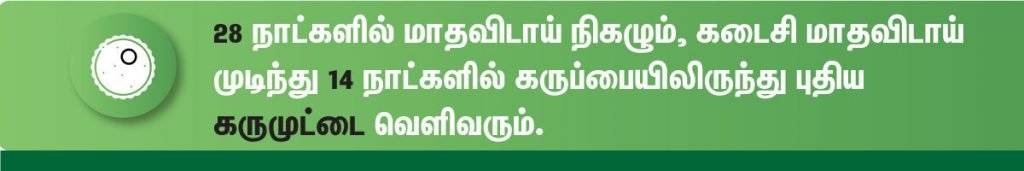கரு பதியும் அறிகுறிகள் எப்படி இருக்கும்? (Implantation Signs and Symptoms in Tamil) 5 Ovulation signs