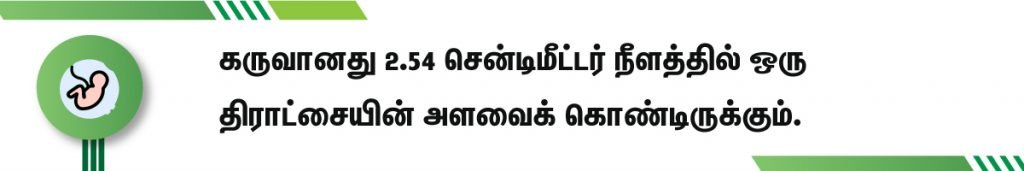 50 நாள் கர்ப்பம் அறிகுறிகள் எப்படி இருக்கும்? 3 50 days fetus development